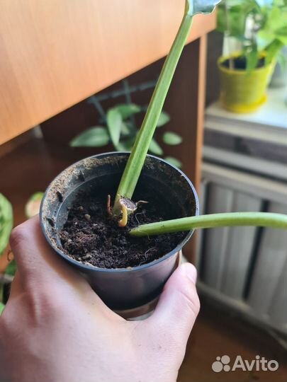 Филодендрон ринг оф Файер Эпипренум Хеппи лиф