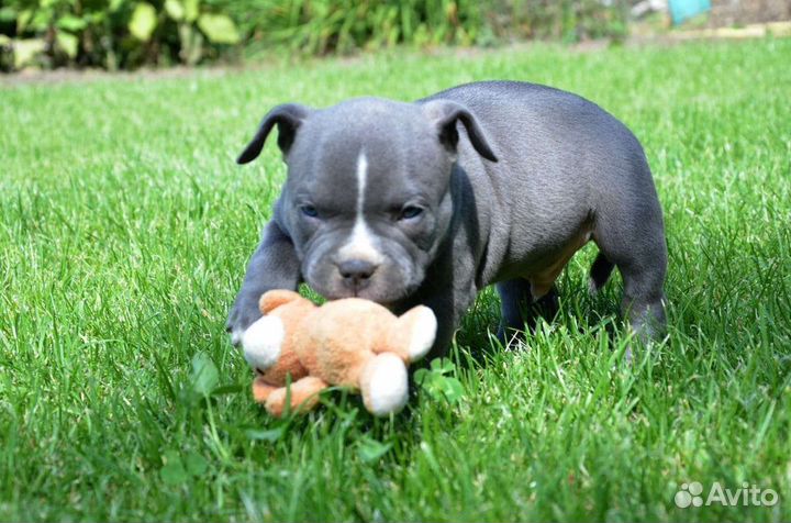 Американский булли щенки