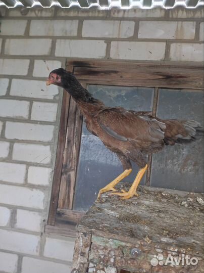 Бойцовые куры