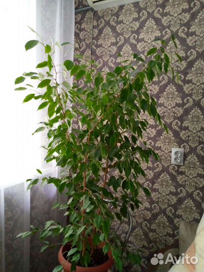 Фикус бенджамина большой