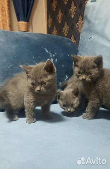 Британские котята