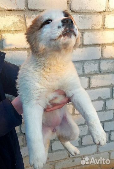 Среднеазиатская овчарка