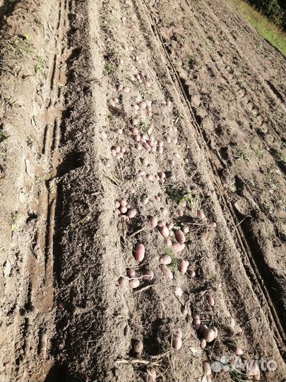 Продам картофель