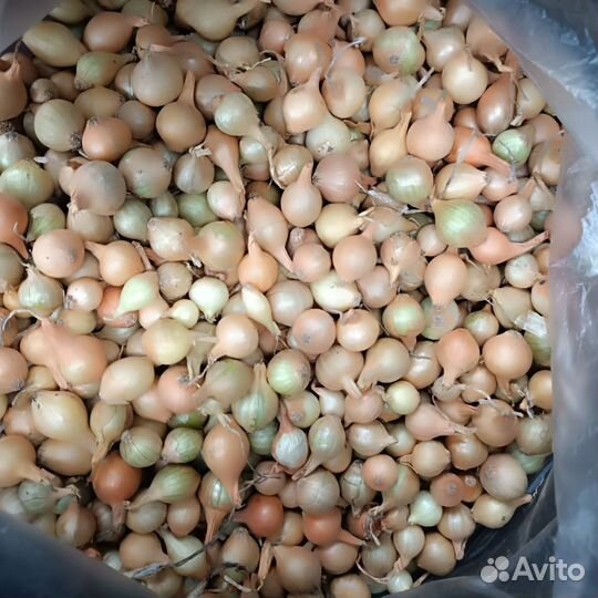 Клубника Вивара. Жасмин.Лапчатка.Севок