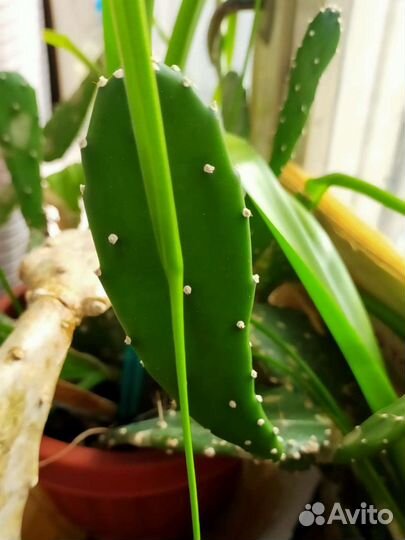 Продам кактус съедобный (опунция)