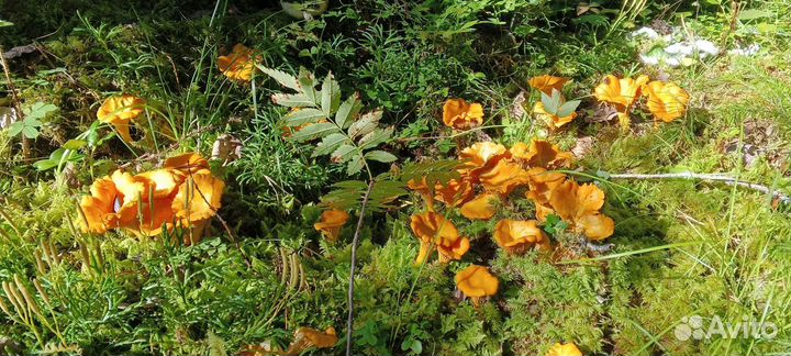 Грибы Лисички