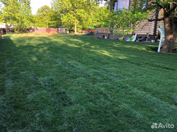 Рулонный газон «Дачный»