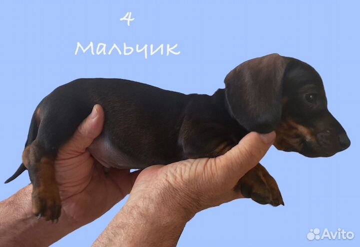 Карликовая такса щенки