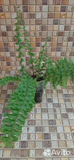 Папоротники и гибискус