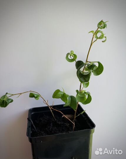 Фикус барок кудрявый