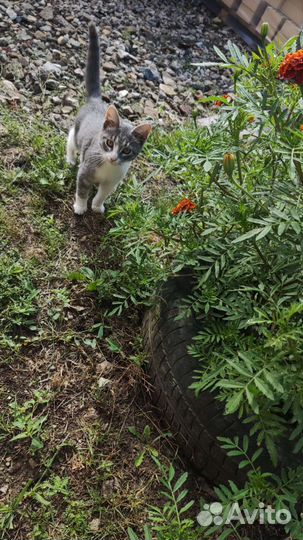 Котенок 4 мес