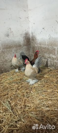 Петухи мильфлеры