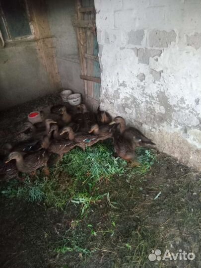 Подсадные утки