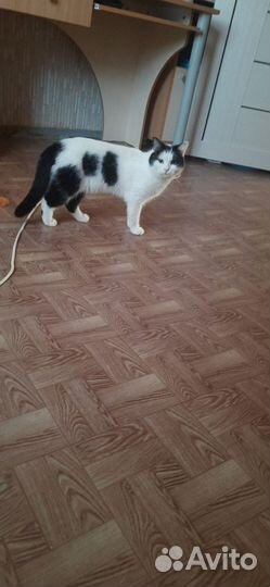 Кошки в добрые руки