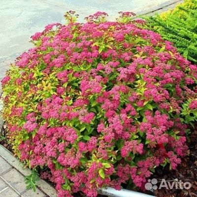 Саженцы спиреи