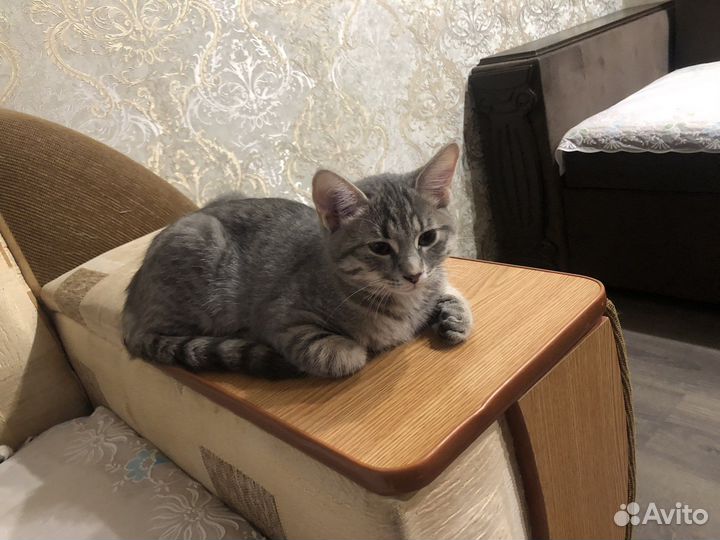 Котята метис