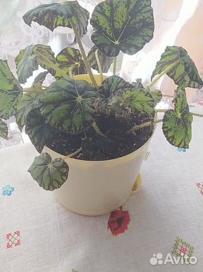 Комнатные растения цветы