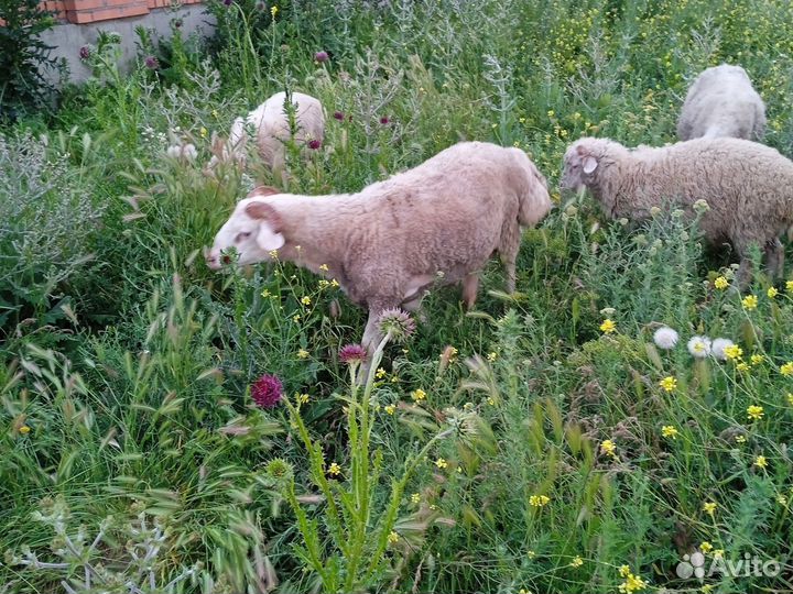 Овцы бараны