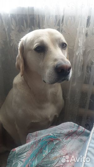 Отдам бесплатно в хорошие руки