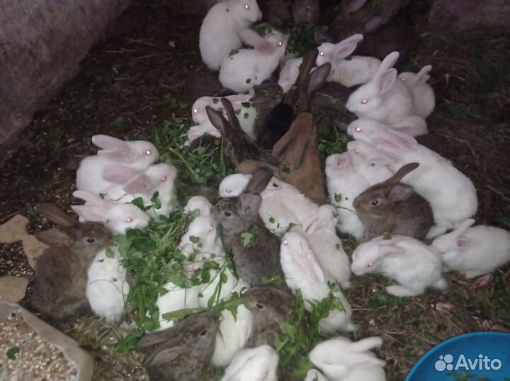 Крольчата