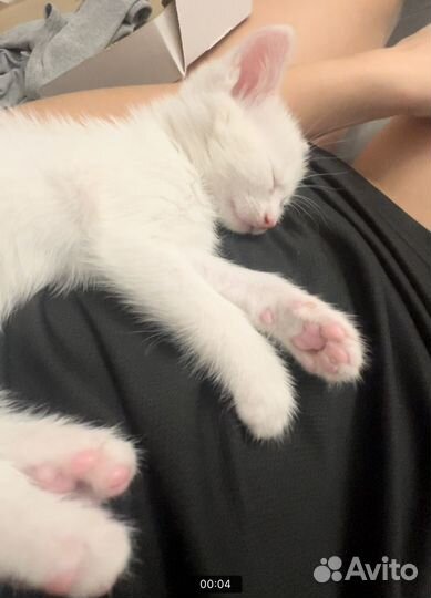 Котенок девочка