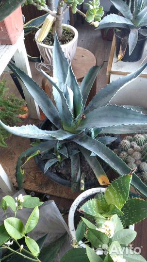 Кактусы и суккуленты