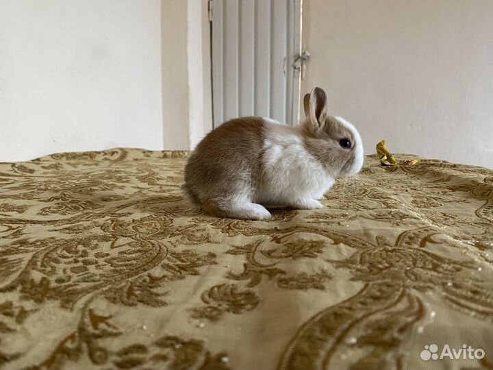 Декоративные кролики