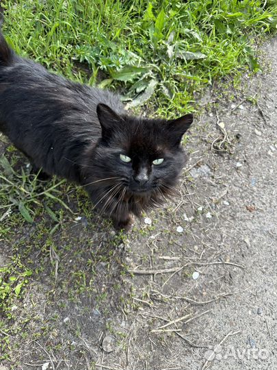 Кот