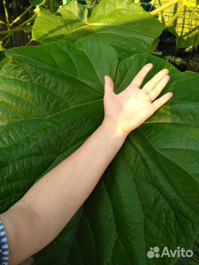 Павловния Shan Tong, зкс, можно высаживать и летом