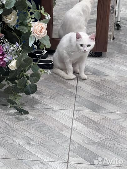 Турецкая ангора