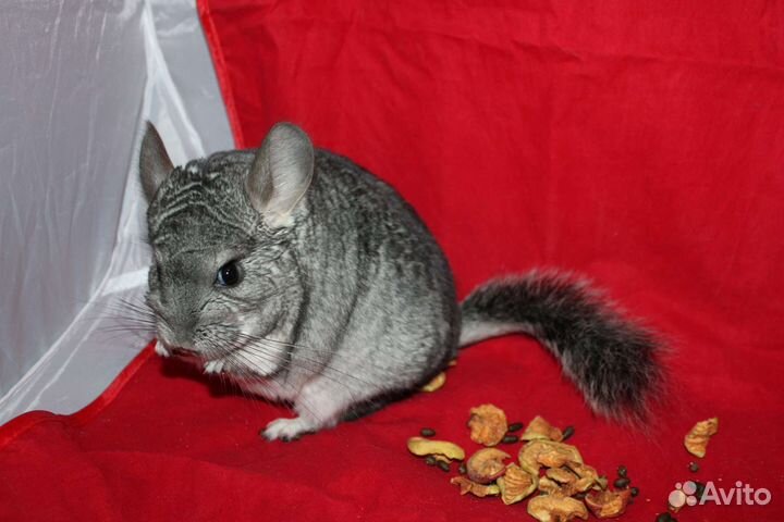 Шиншиллы и шиншиллята