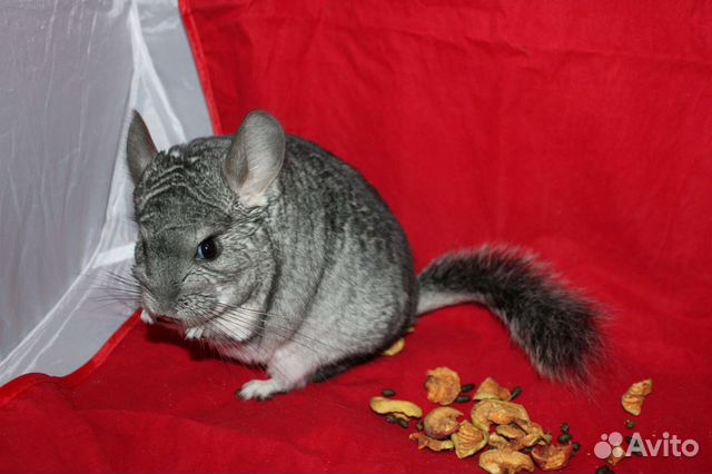 Шиншиллы и шиншиллята