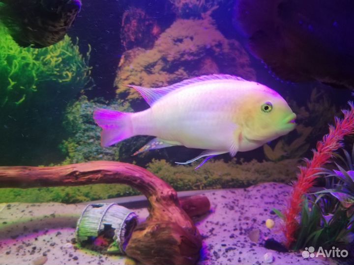 Готовый аквариум 260лт