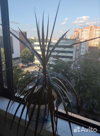 Комнатное растение Драцена