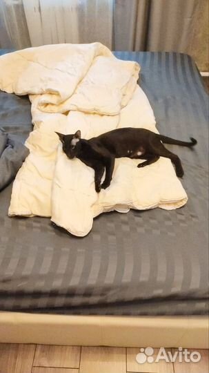 Продаю Сяву