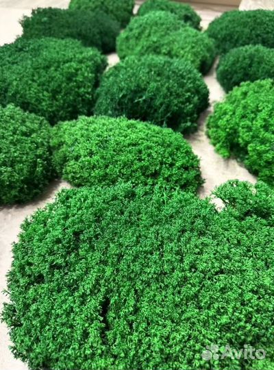 Мох для дизайна Королевский ягель кочка