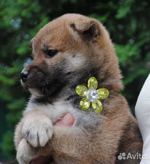 Рыжие сиба-ину. Щенки мальчики