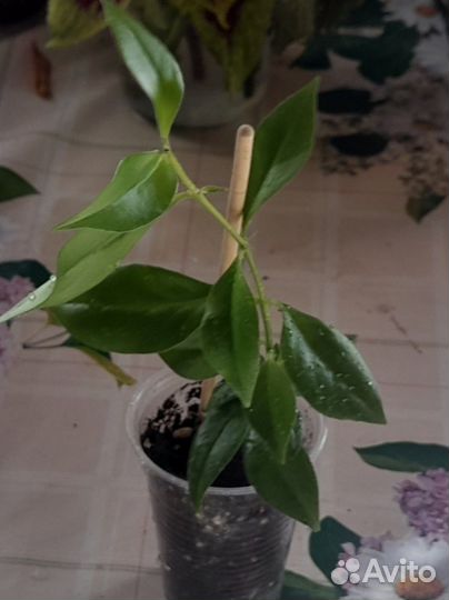 Эсхинантус Жар птица