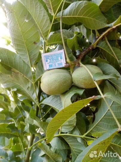 Саженцы грецкий орех сорт 