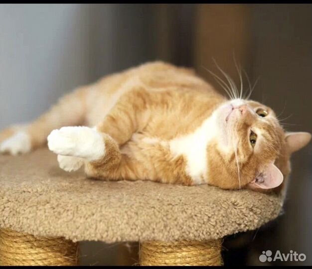 Котик
