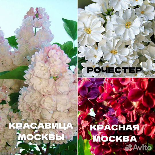 Сирень саженцы 2х летки зкс