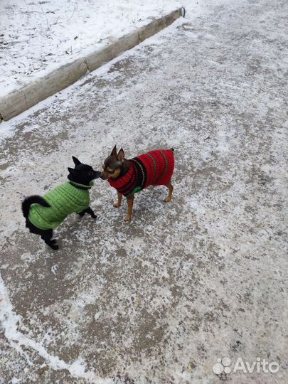 Одежда для животных