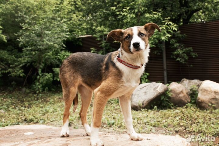 Милый и скромный щенок в добрые руки