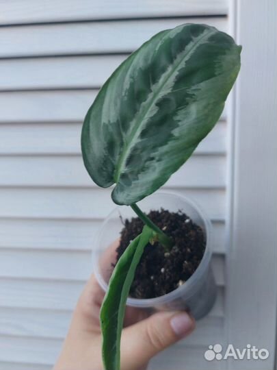 Шизматоглоттис Mottleyana