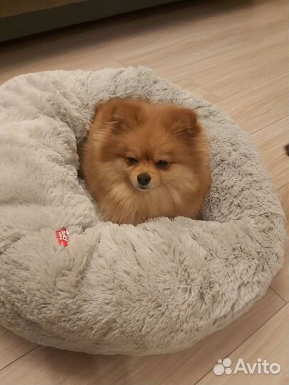 Щенки Цверг шпица мини мишка