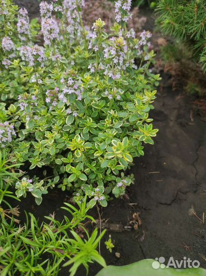 Тимьян (чабрец) ползучий, лимонный, Антеннария