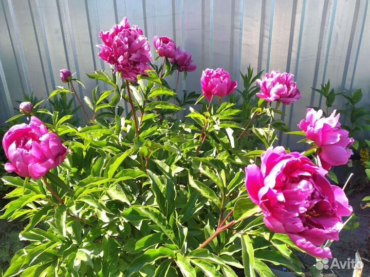 Пион канзас, ромашки, скученный колокольчик