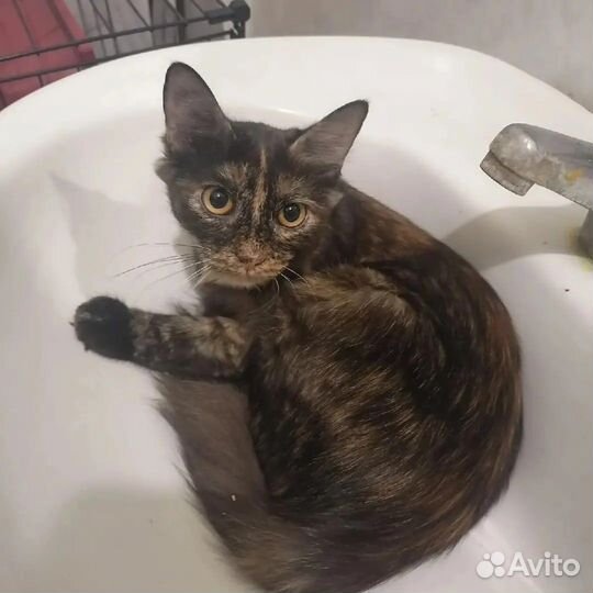 Кошечка Марта