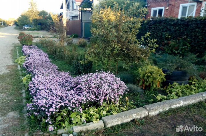 Садовые растения