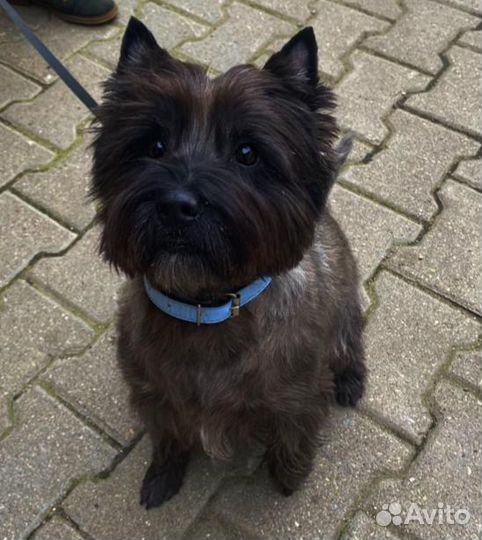 Керн терьер вязка